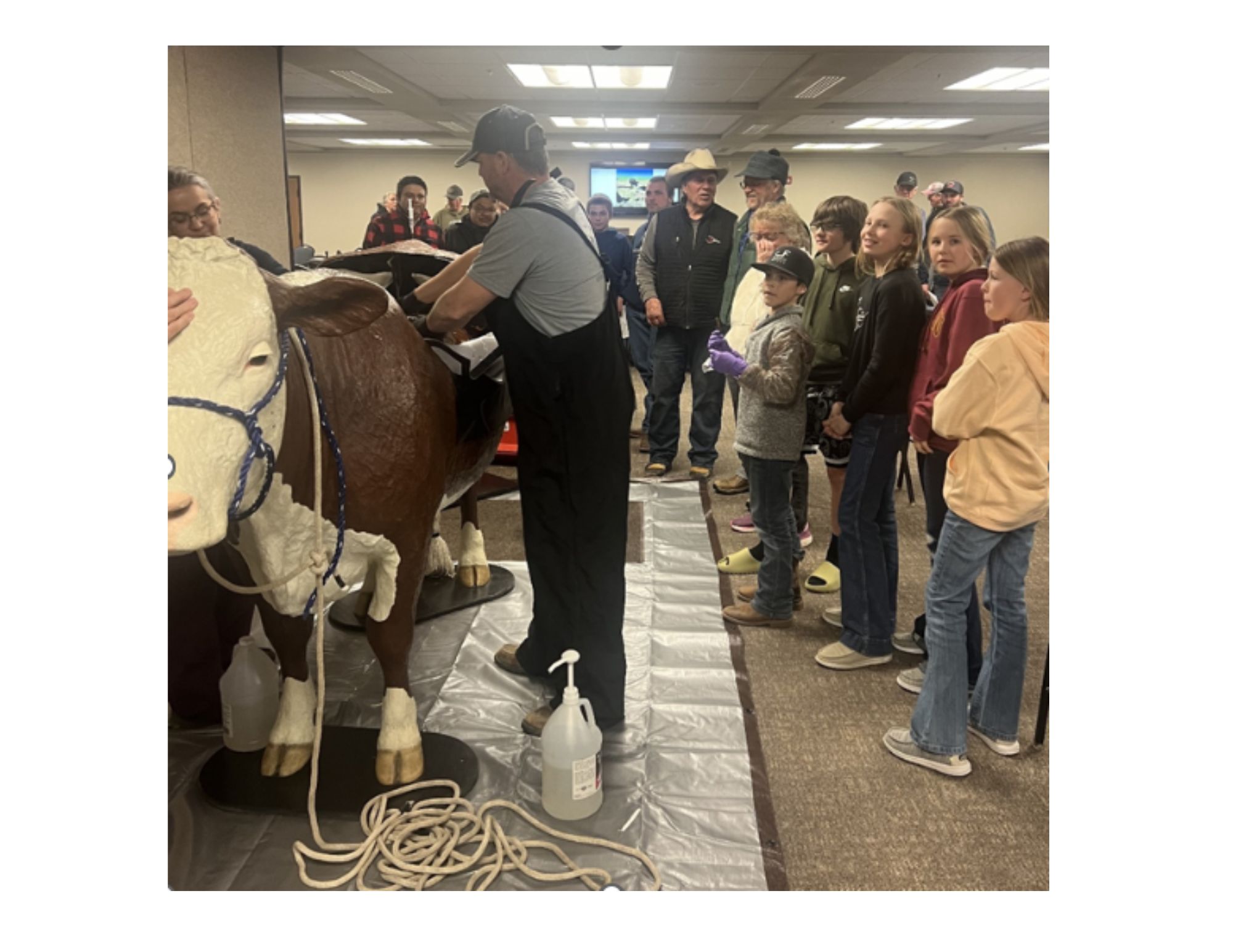 The youth contingent led the way at the post-event calf-pulling demonstration.